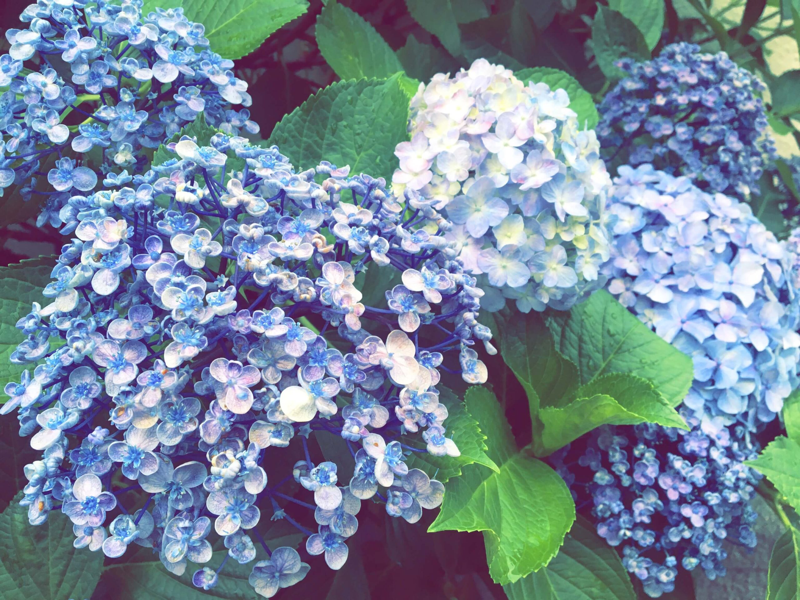 【花言葉】紫陽花